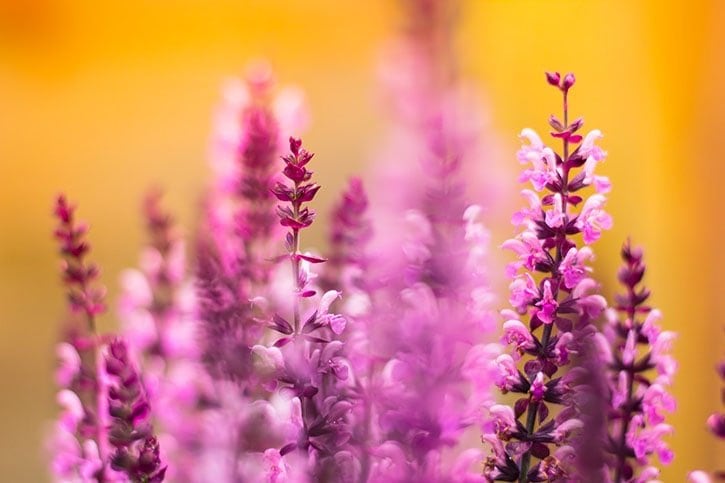 get close to your subject in flower photography