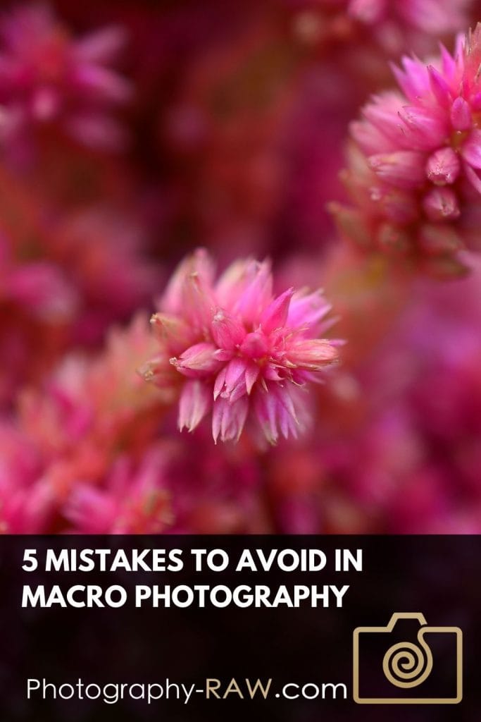 5 Mistakes to Avoid in Macro Photography