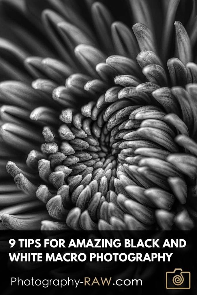 9 Tips for Beautiful Black and White Macro Photography