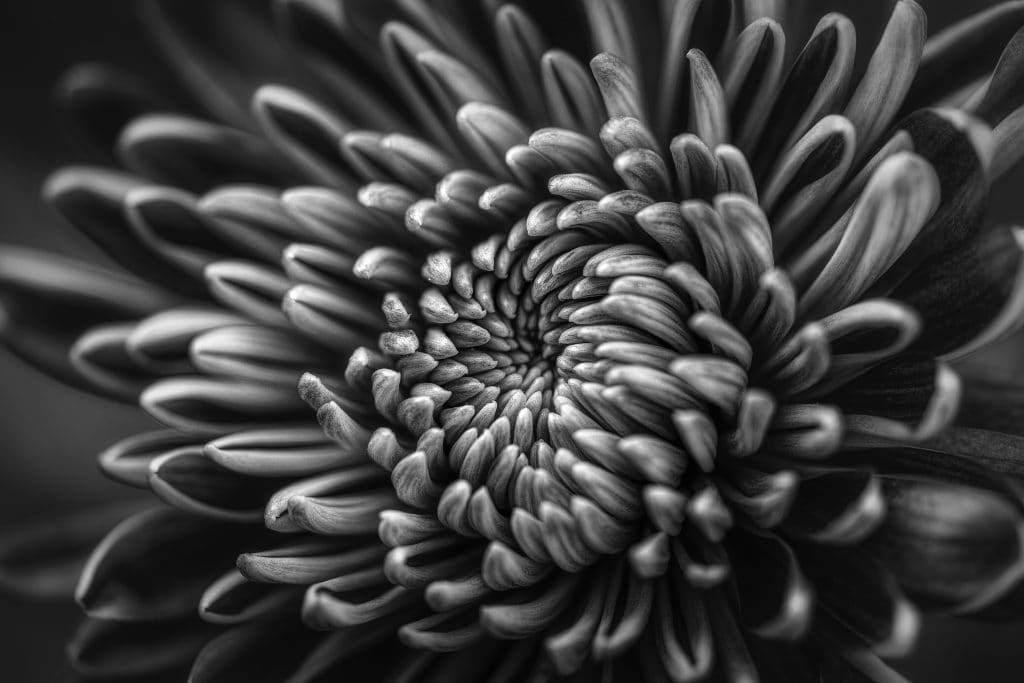 black and white macro photo of flower