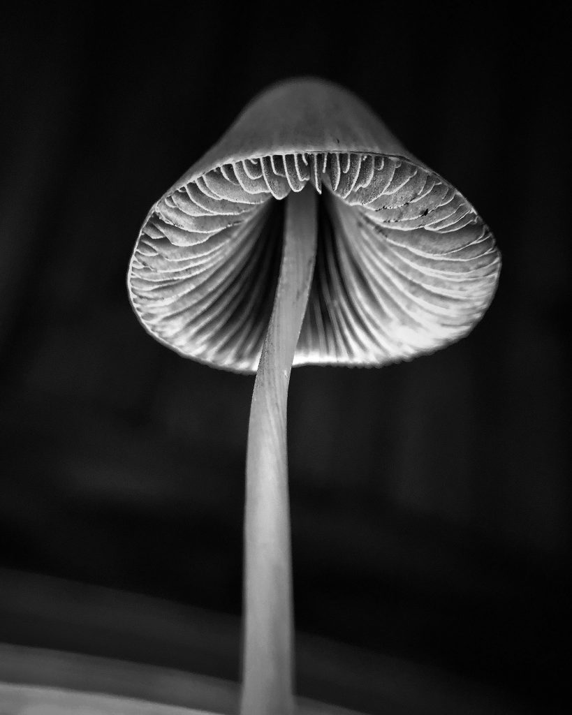 mushroom in black and white with great color contrast