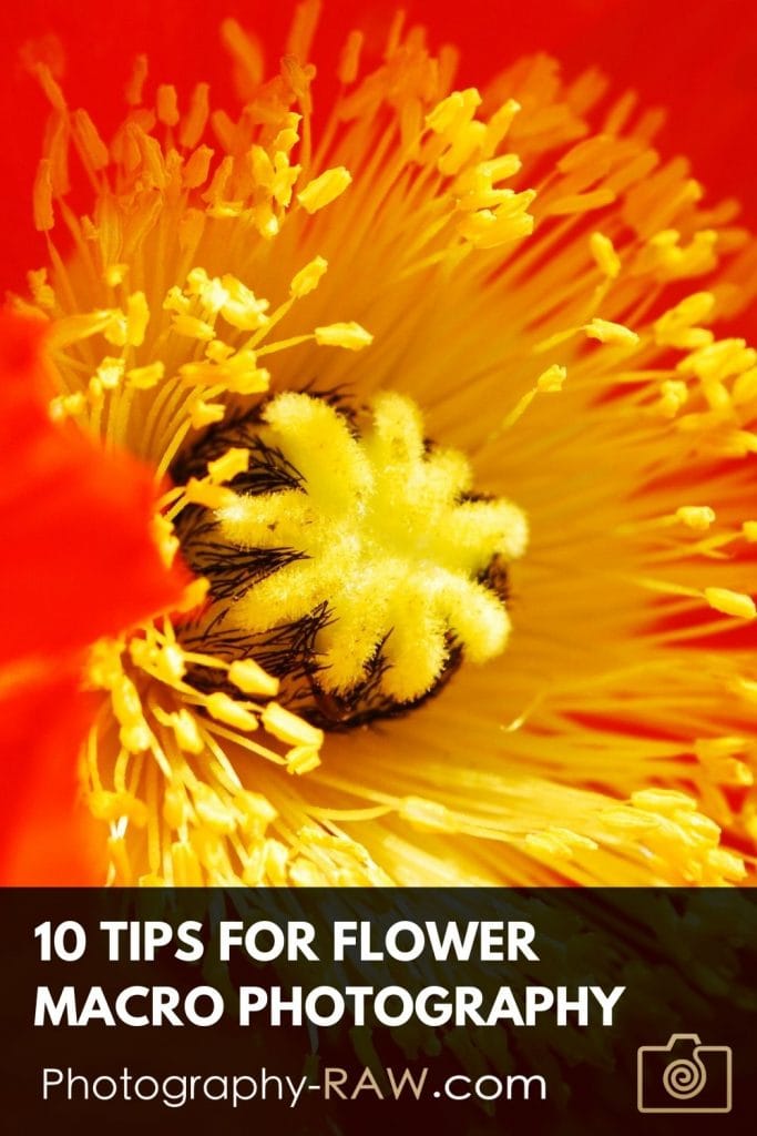 10 Tips for Flower Macro Photography